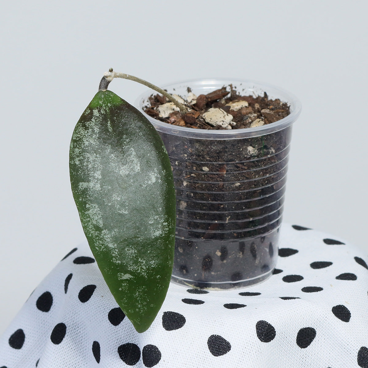 Hoya towutiensis