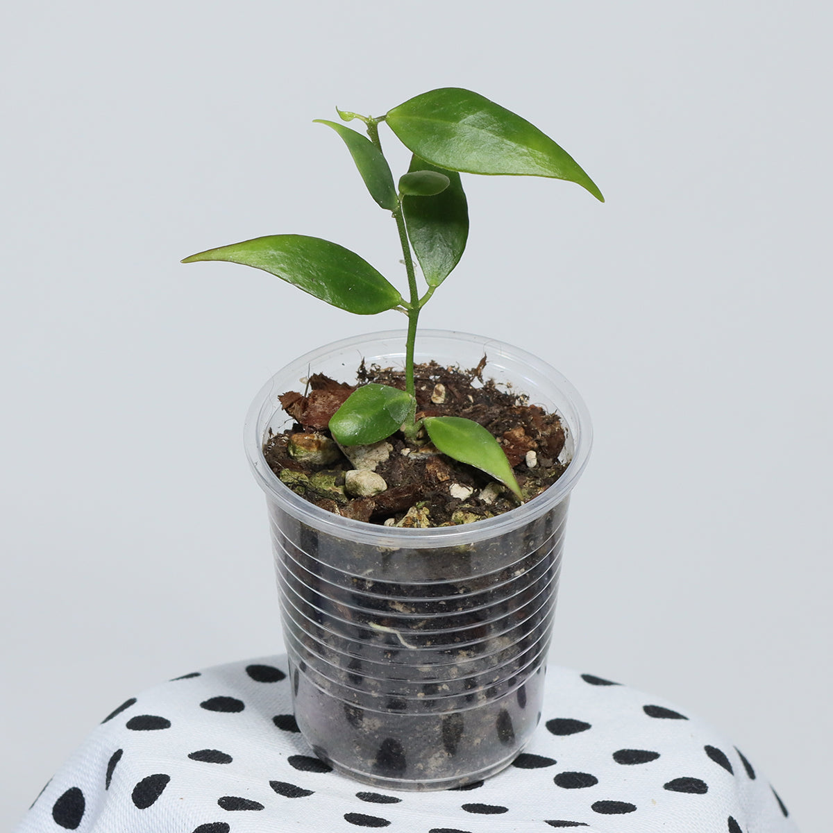 Hoya microstemma (NS11-145)