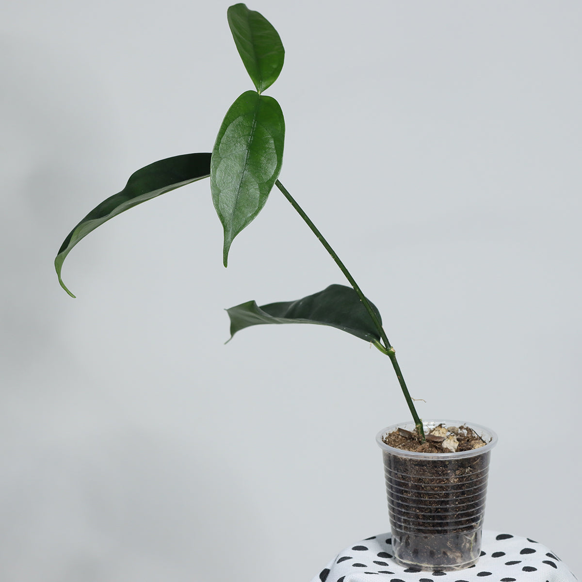 Hoya campanulata (Brunei)