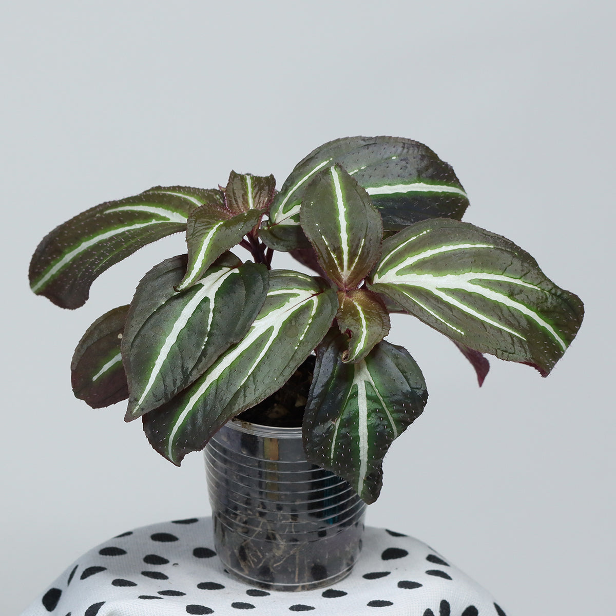 Sonerila sp. (Flourescent Three Stripes)