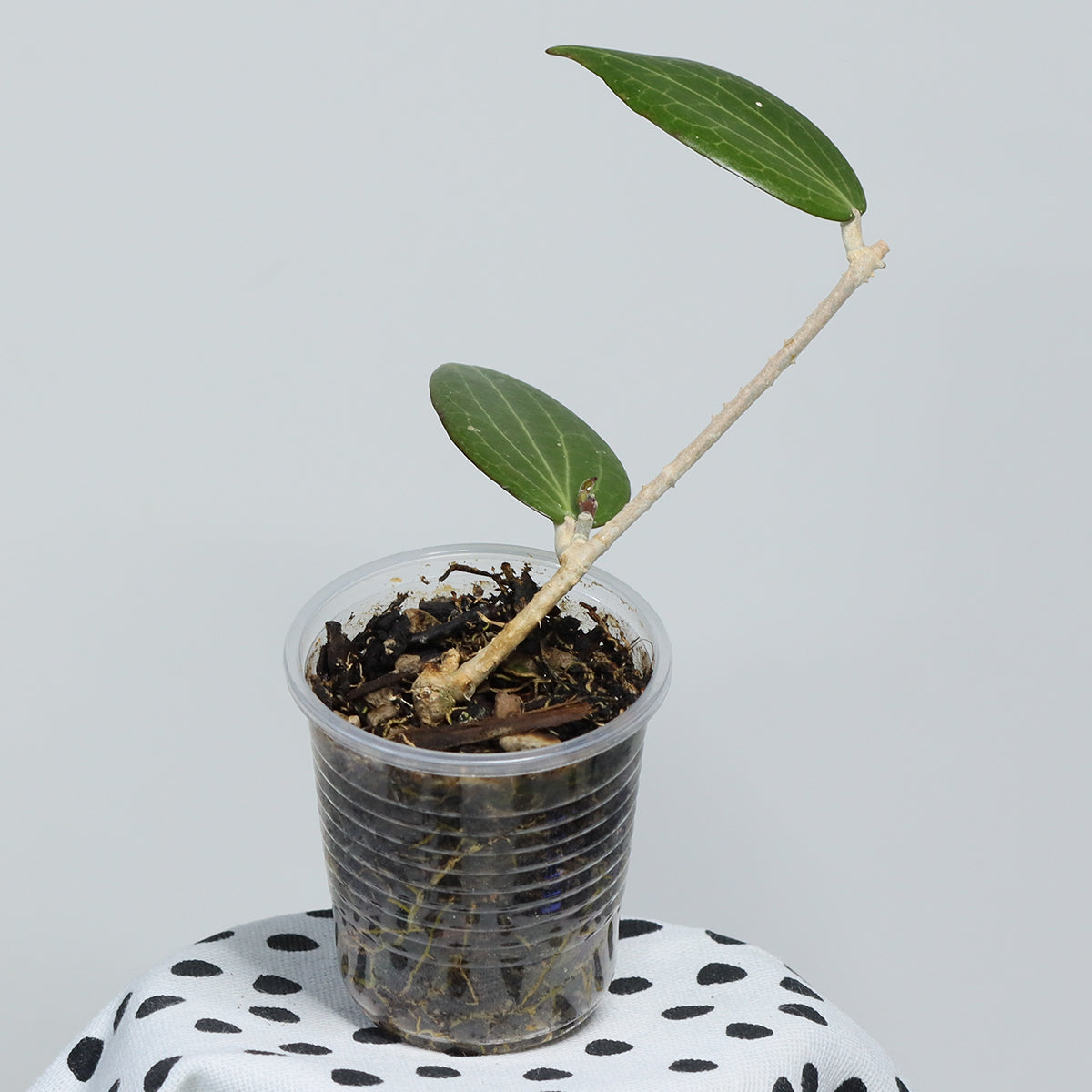 Hoya pachyphylla