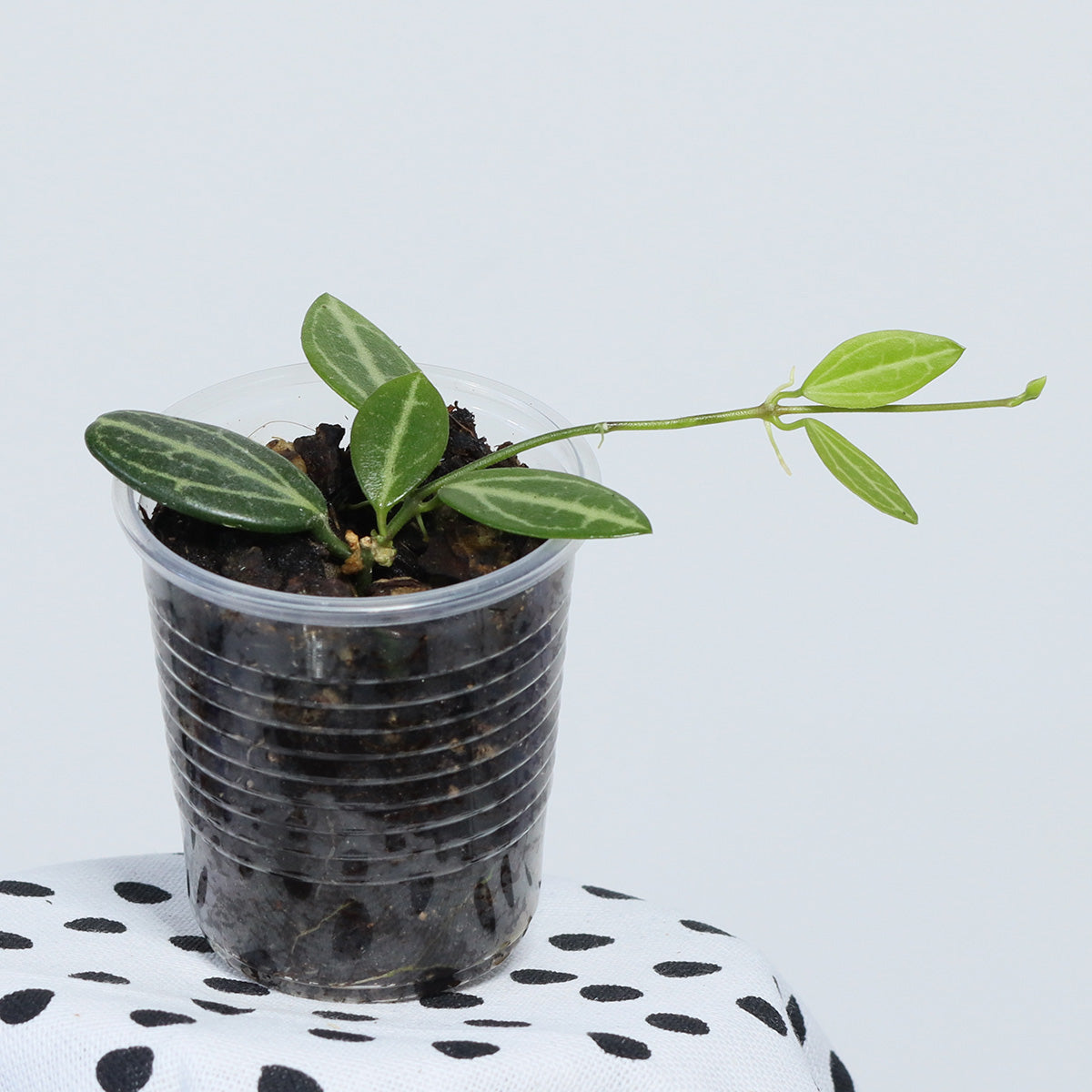 Dischidia ovata
