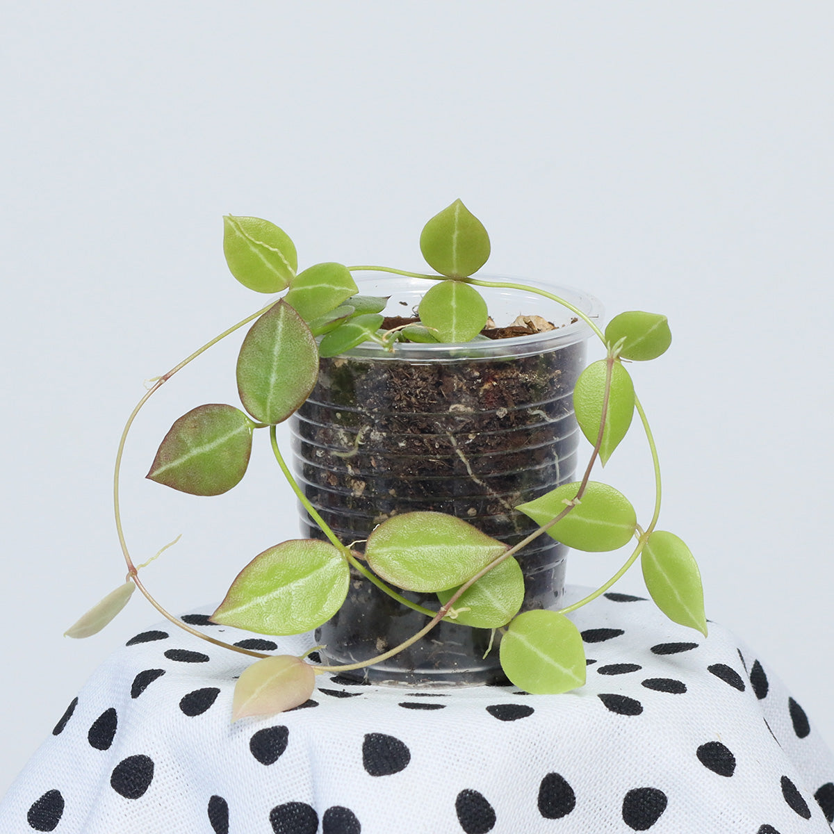 Dischidia ovata ( IML549, EPC 36D)