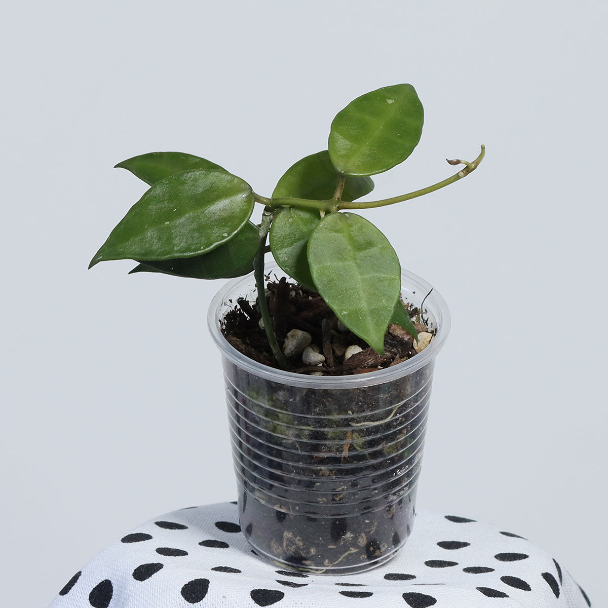 Hoya sp. cf. lacunosa (BL12-089, Södra Malaysia)