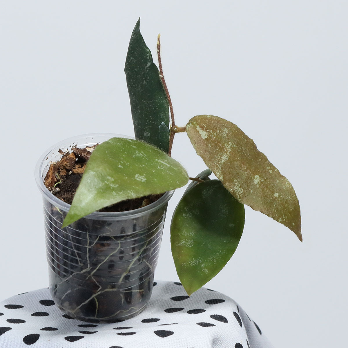 Hoya caudata (TN99-006, Sumatra)