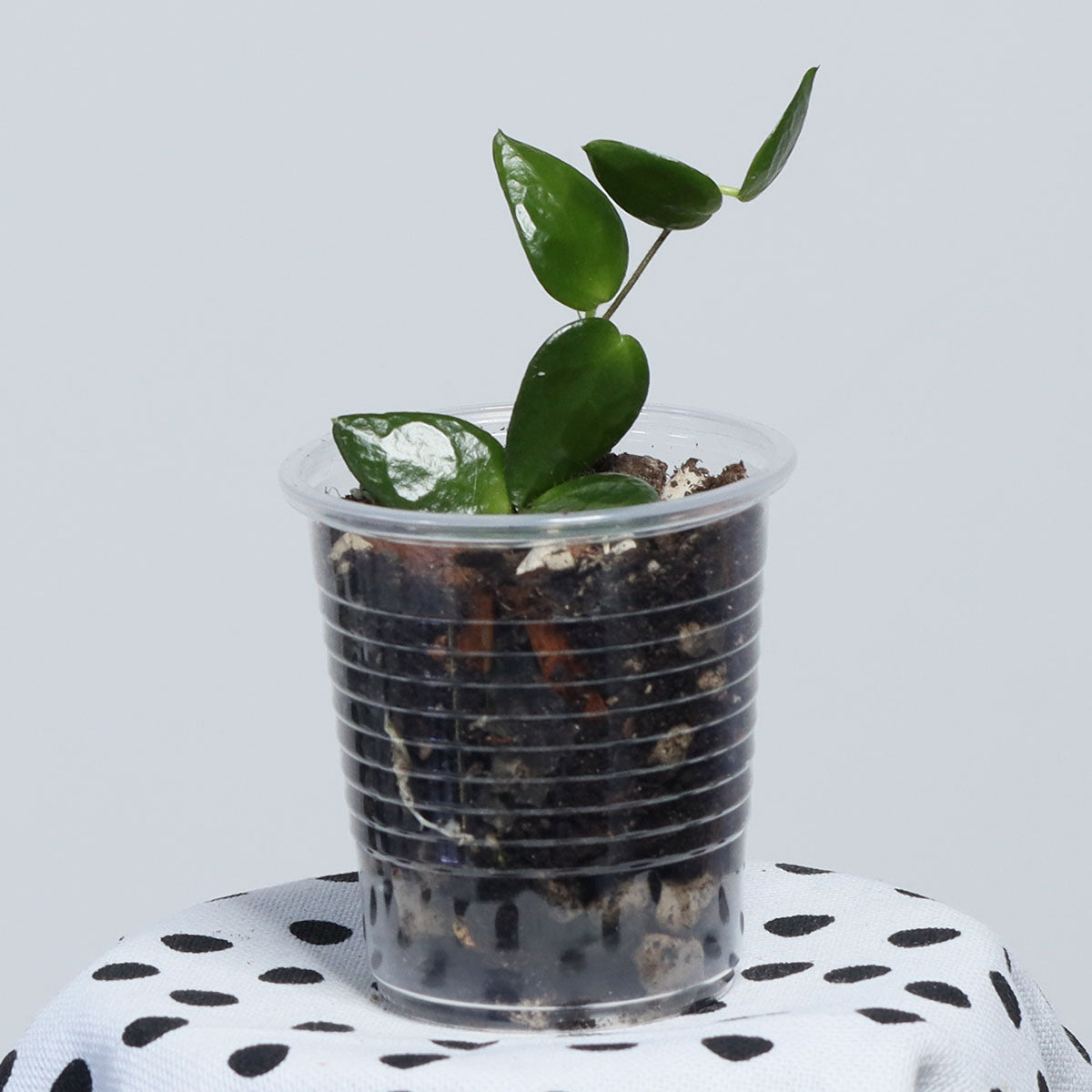 Dischidia dolichantha (Borneo)