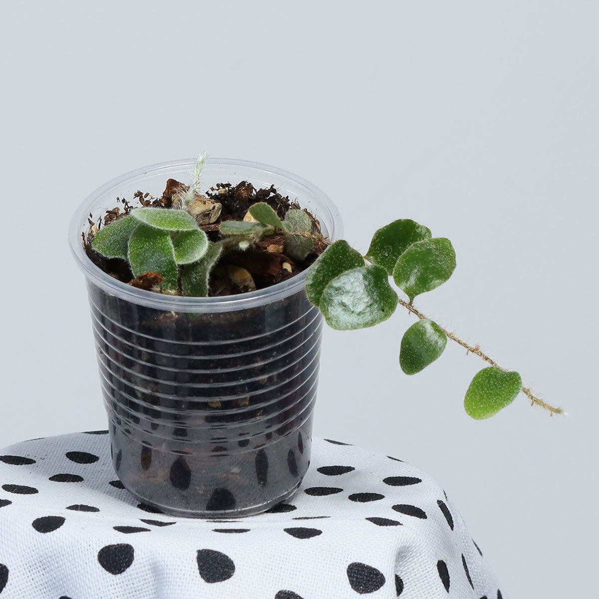 Pyrrosia nummularifolia (round leaf)