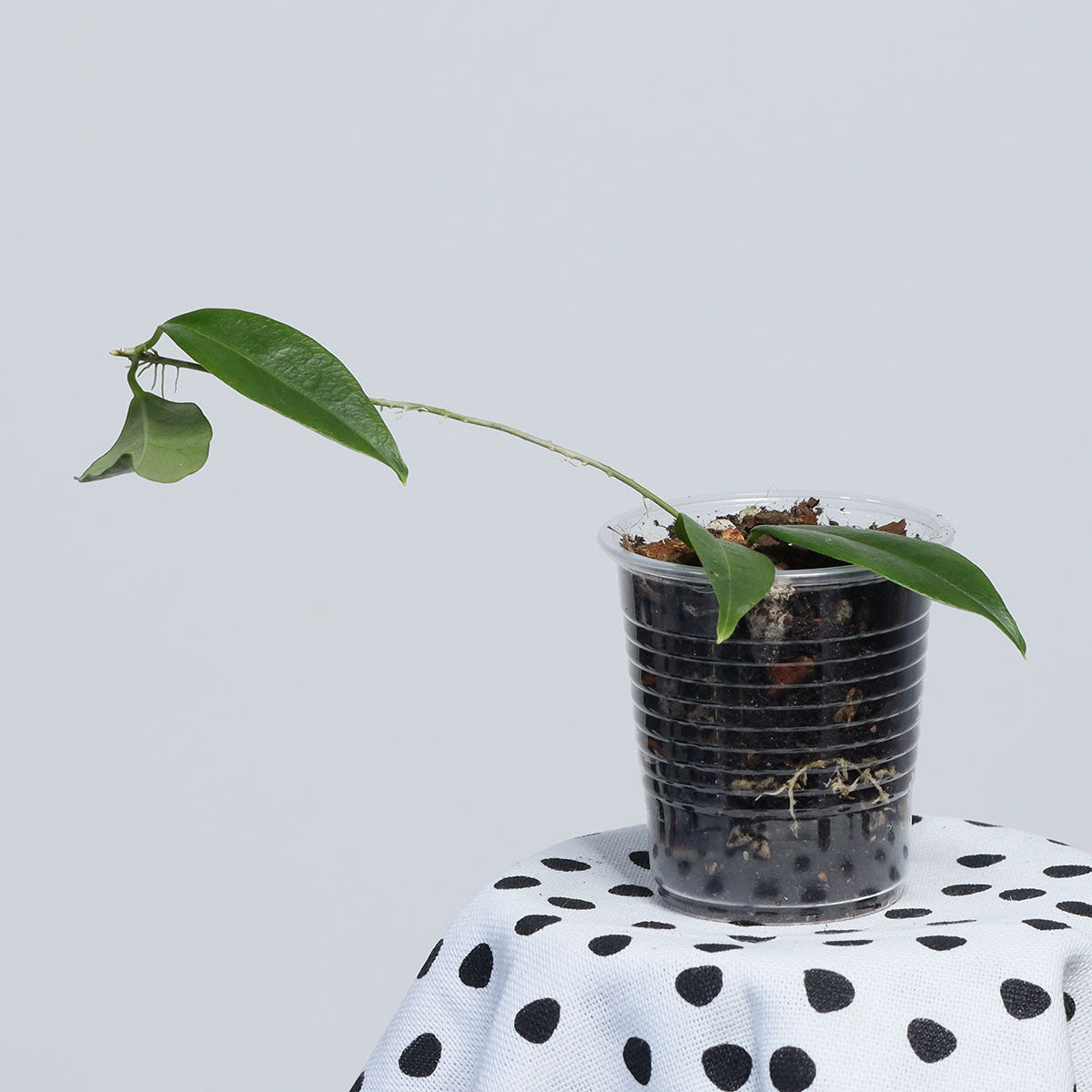 Hoya paradisea (NS11-159)