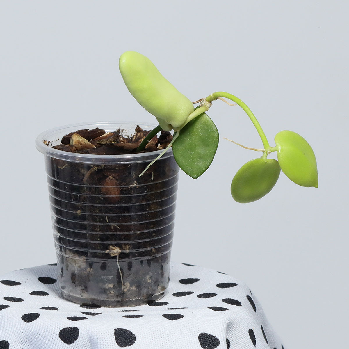 Dischidia major (Big Form)