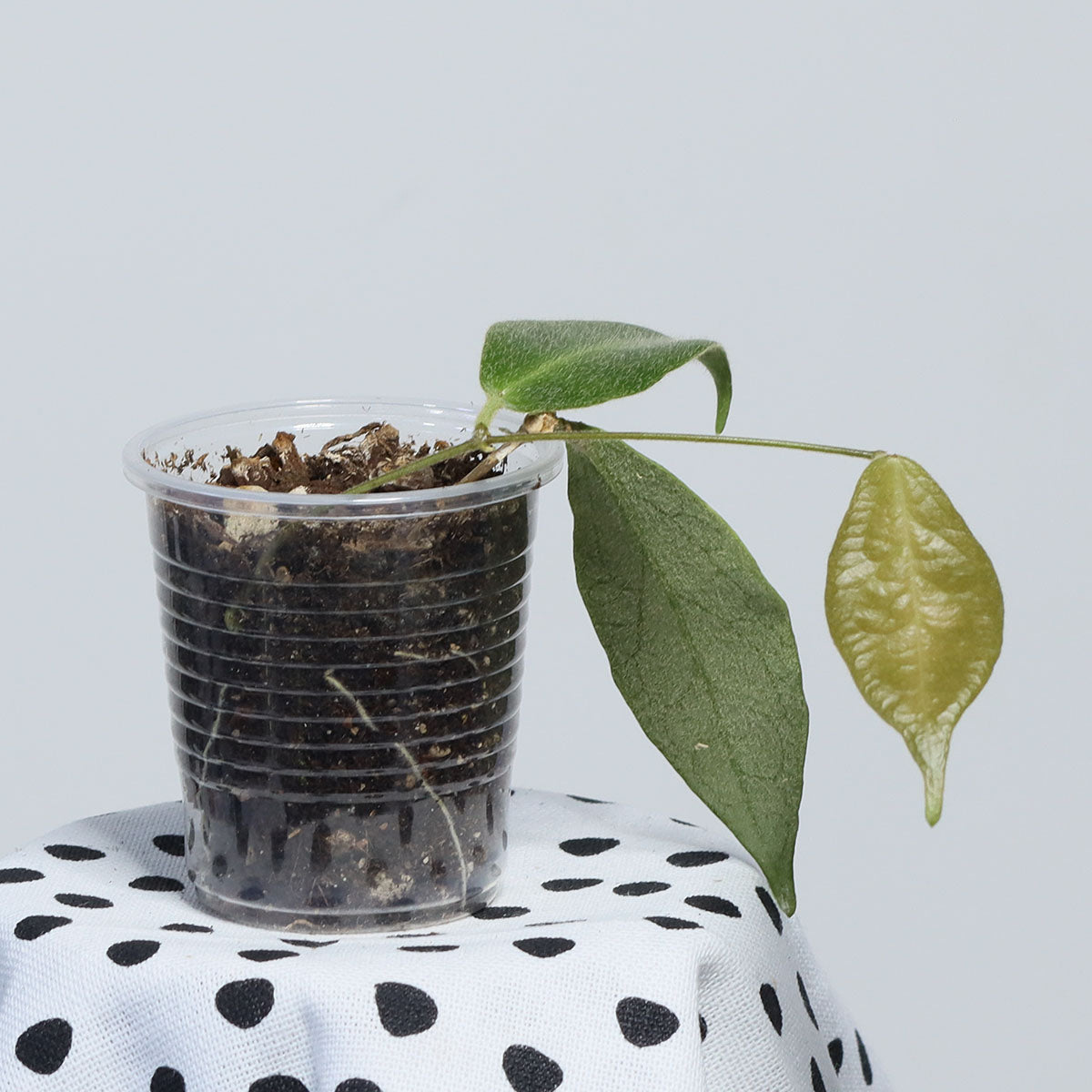 Hoya patella (IML-1083, white)