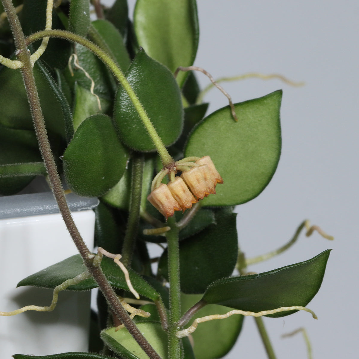 Hoya mamasa ssp. mamasa (Sulawesi nr 3)