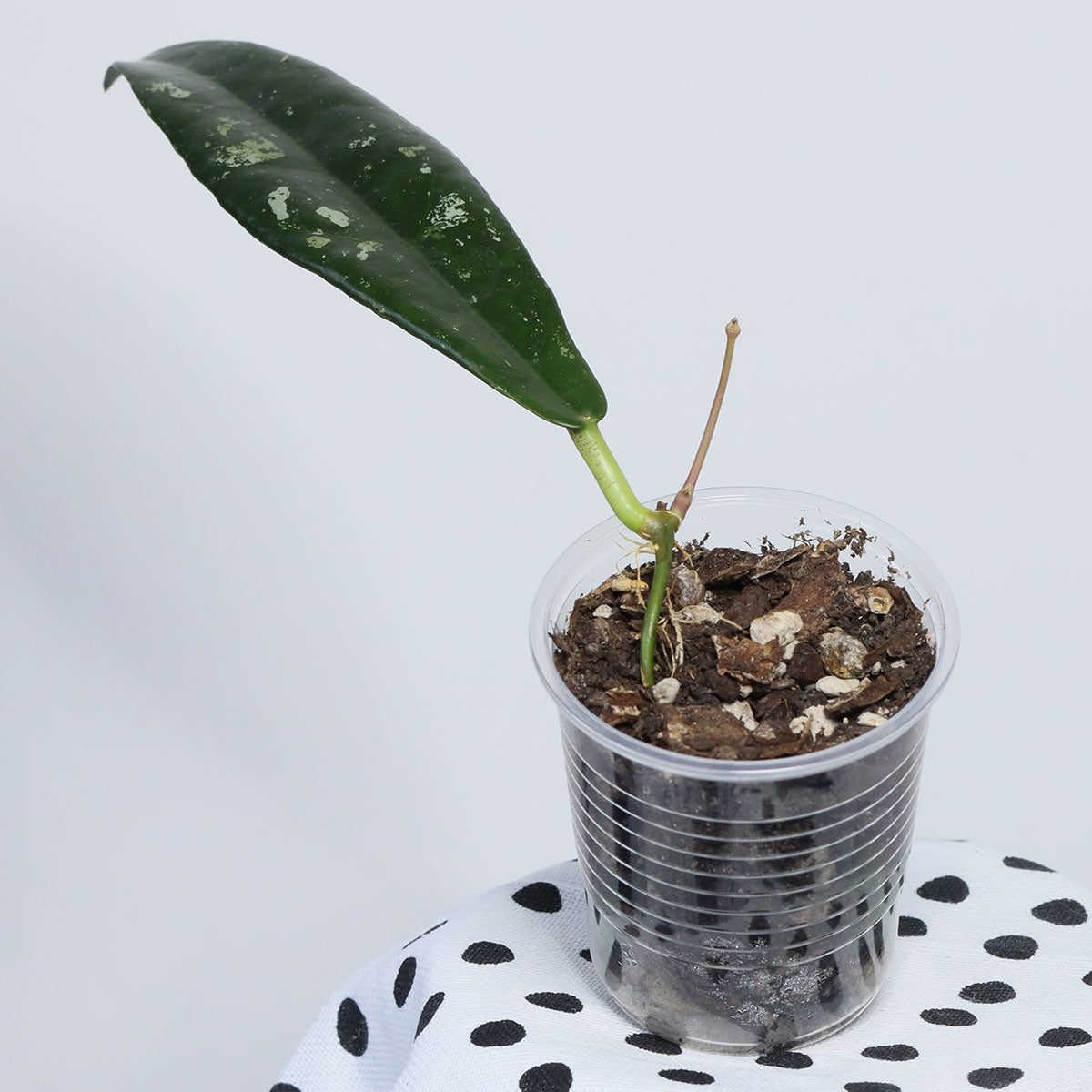 Hoya buntokensis (Kalimantan, SLM-01)