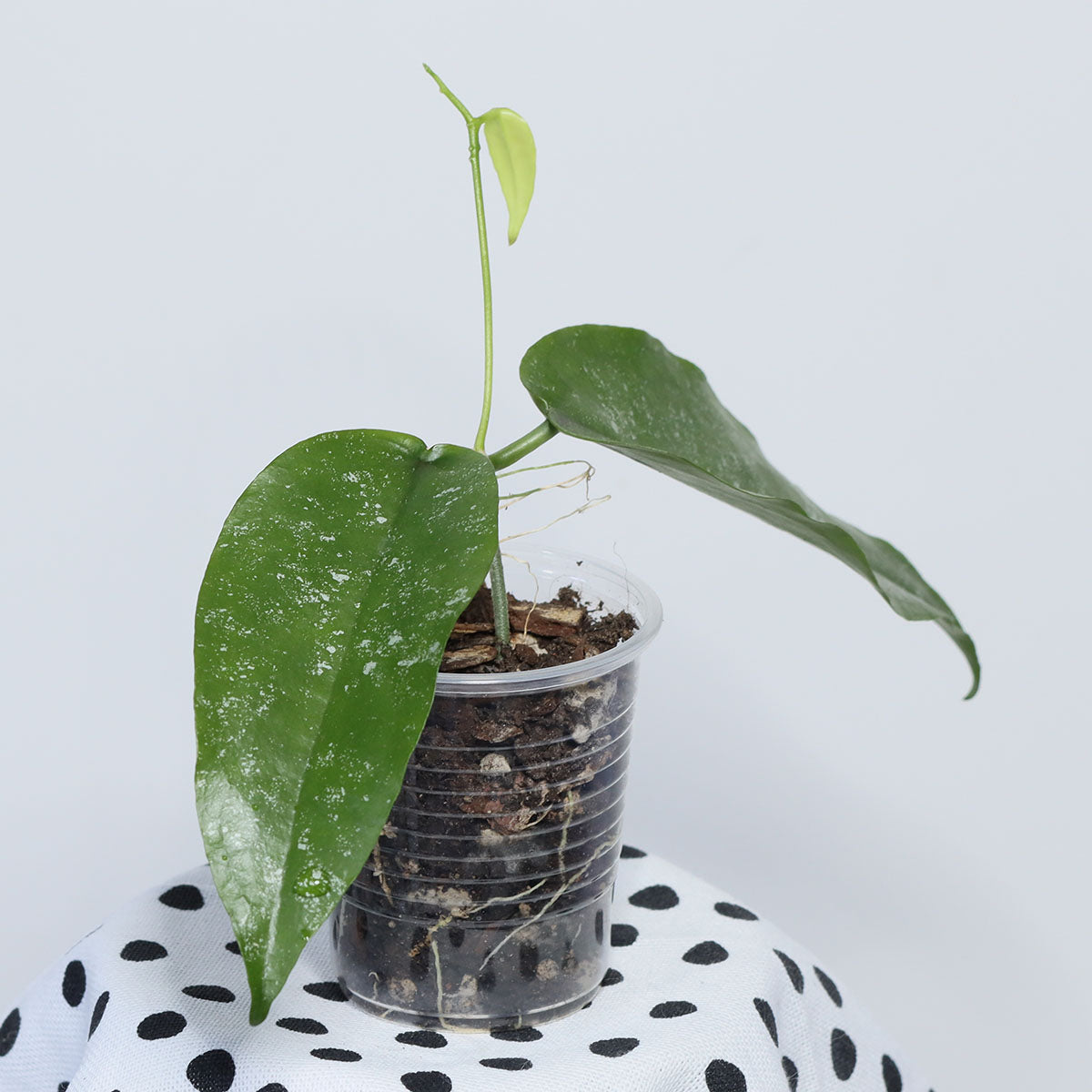 Hoya sangguensis (Malaysia)