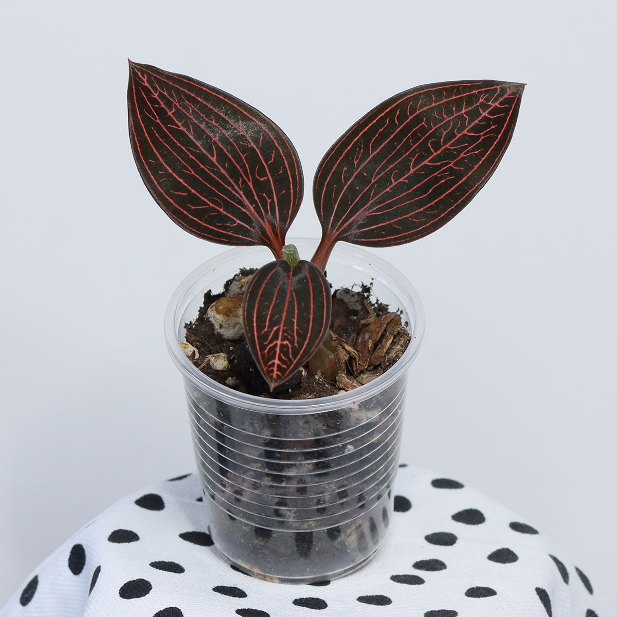 Ludisia 'Spiderman'