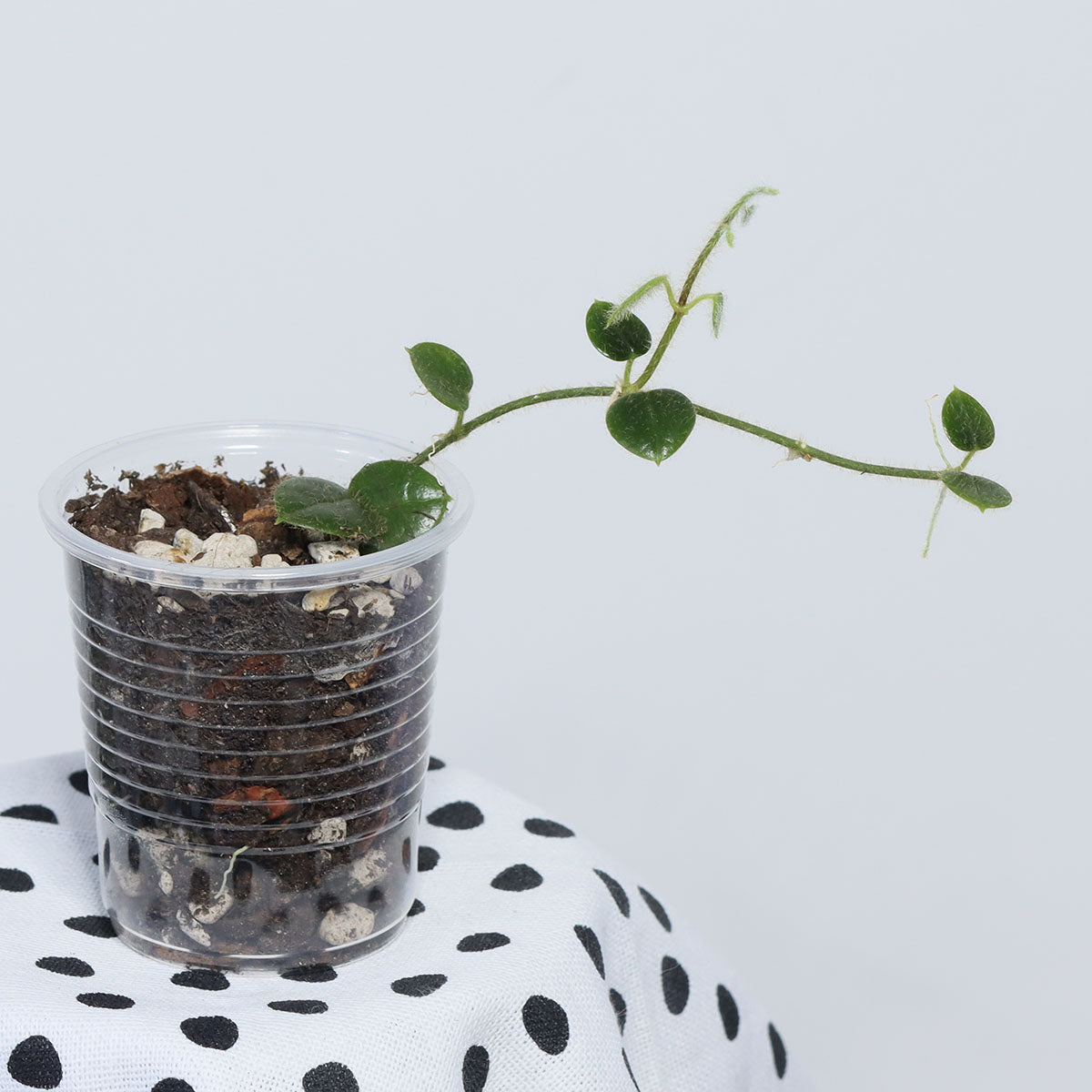 Oreosparte sp. Sulawesi