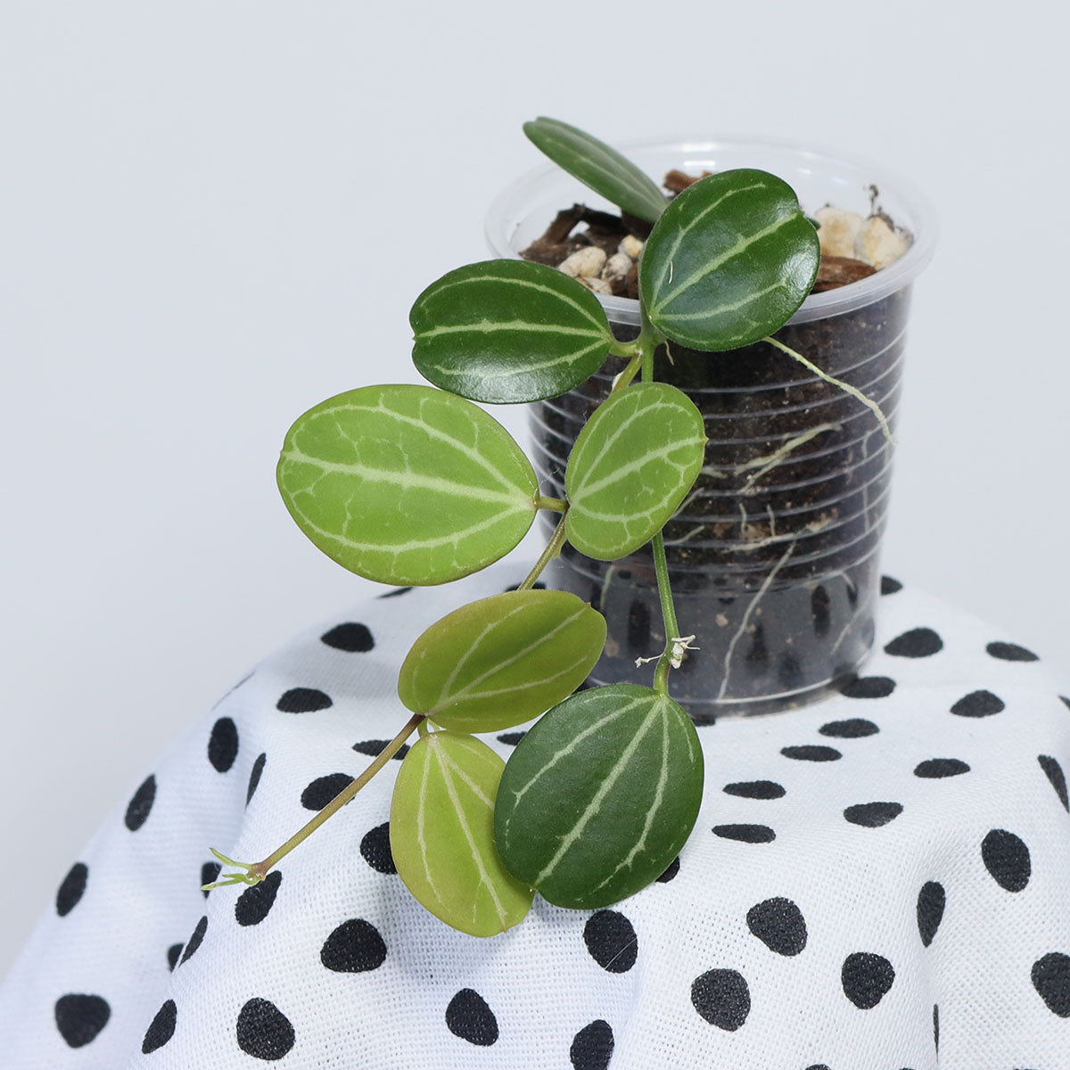 Dischidia ovata (NS08-071)