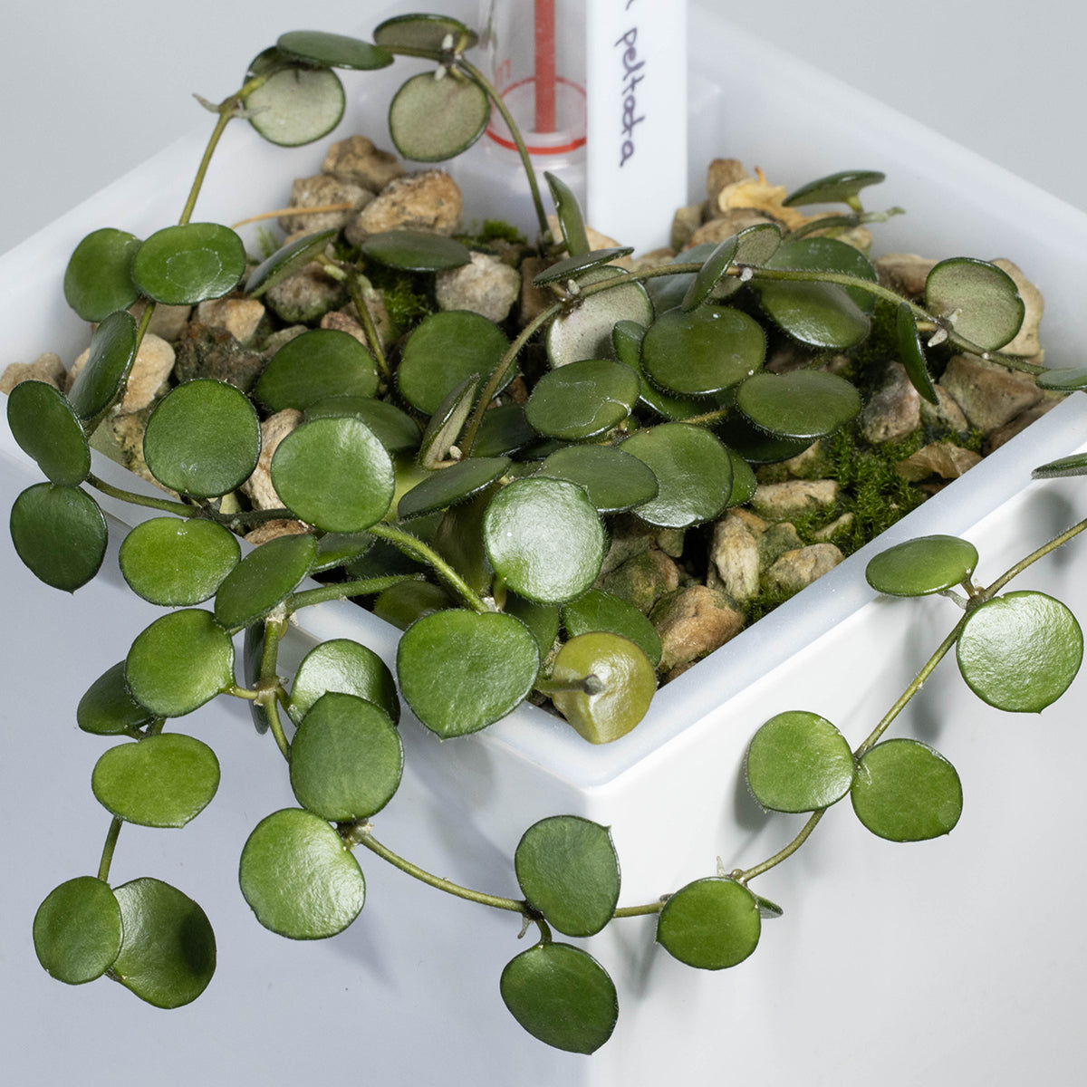 Hoya peltata