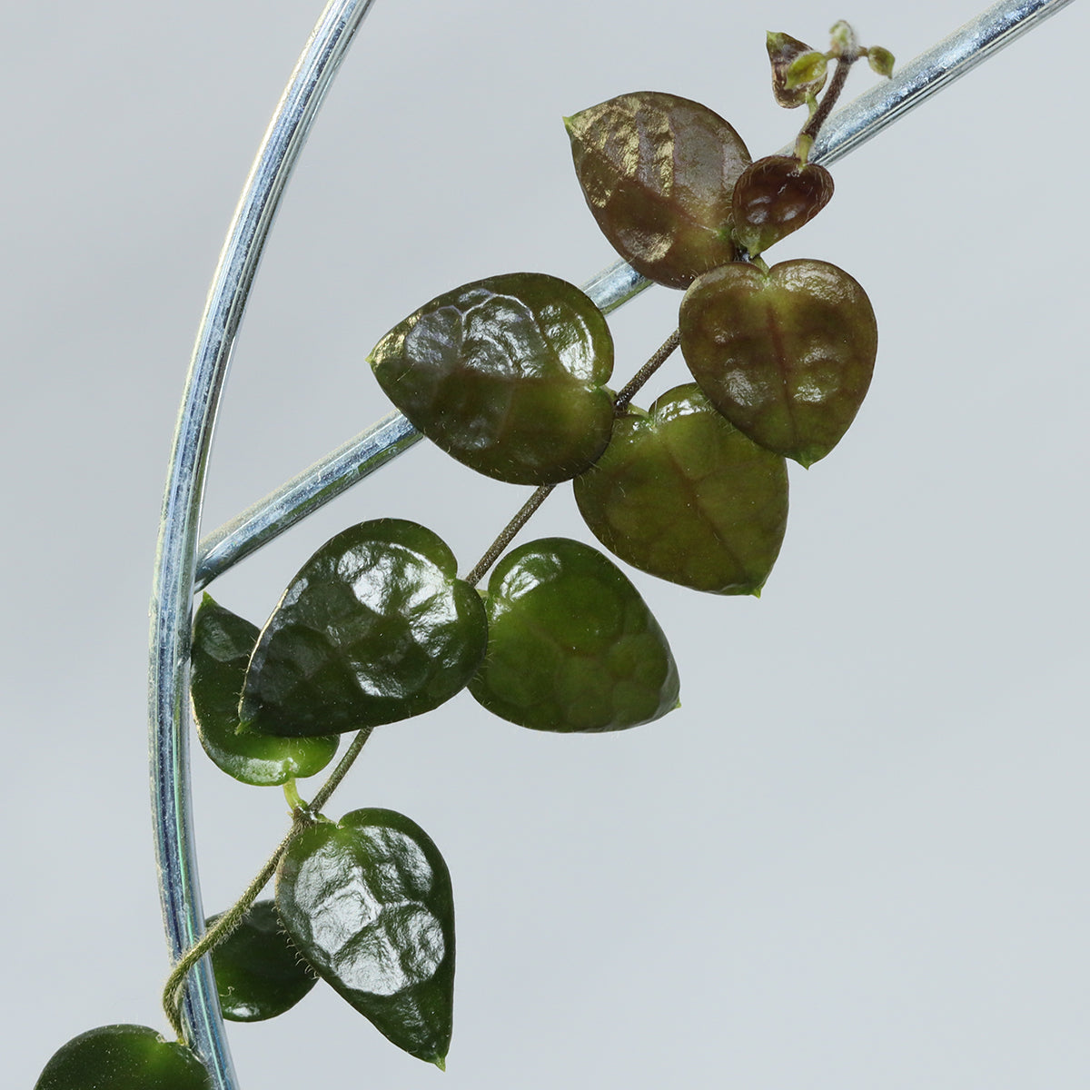 Dischidia sp. Borneo