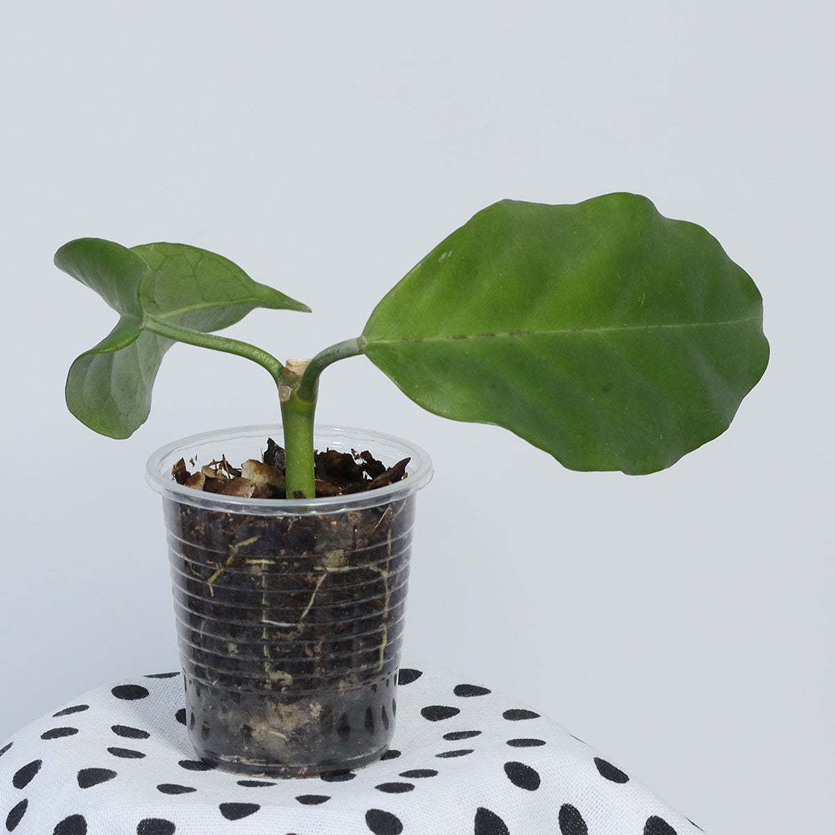 Hoya lasiantha (Sarawak, AP1033)
