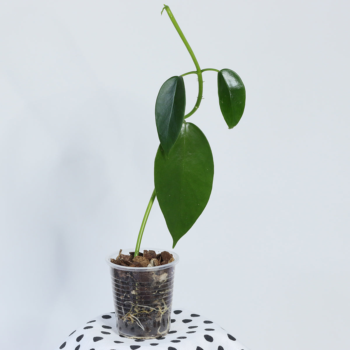 Hoya thailandica