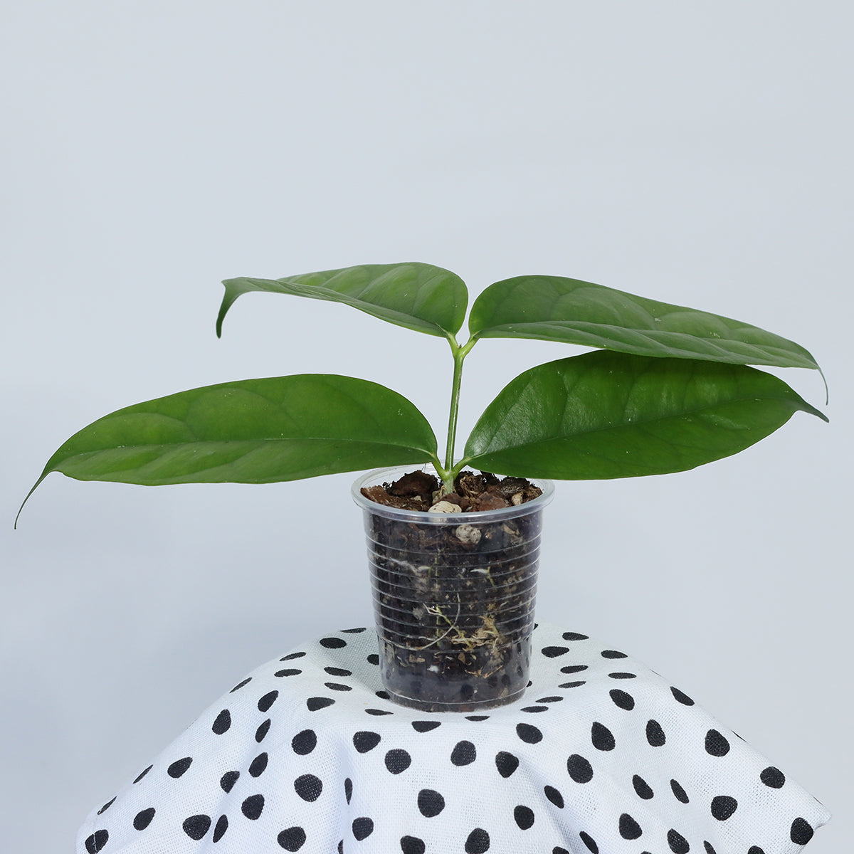 Hoya danumensis ssp. danumensis