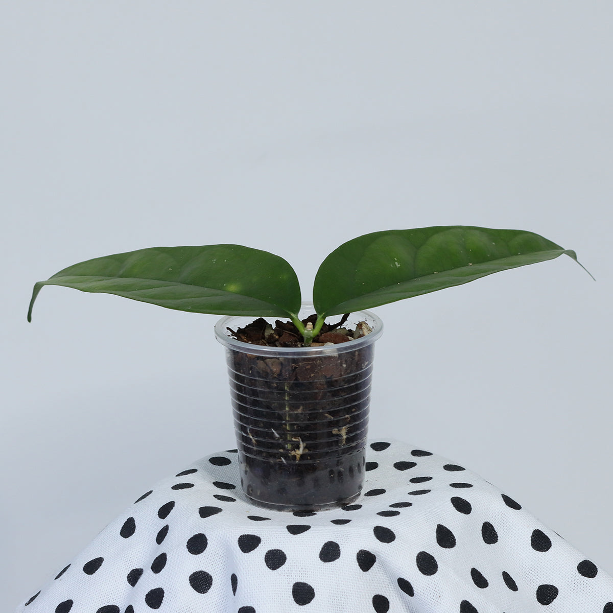 Hoya danumensis ssp. danumensis