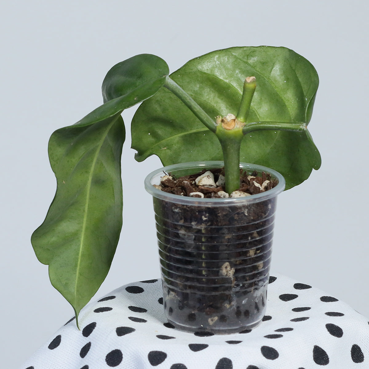 Hoya lasiantha (Sarawak, AP1033)