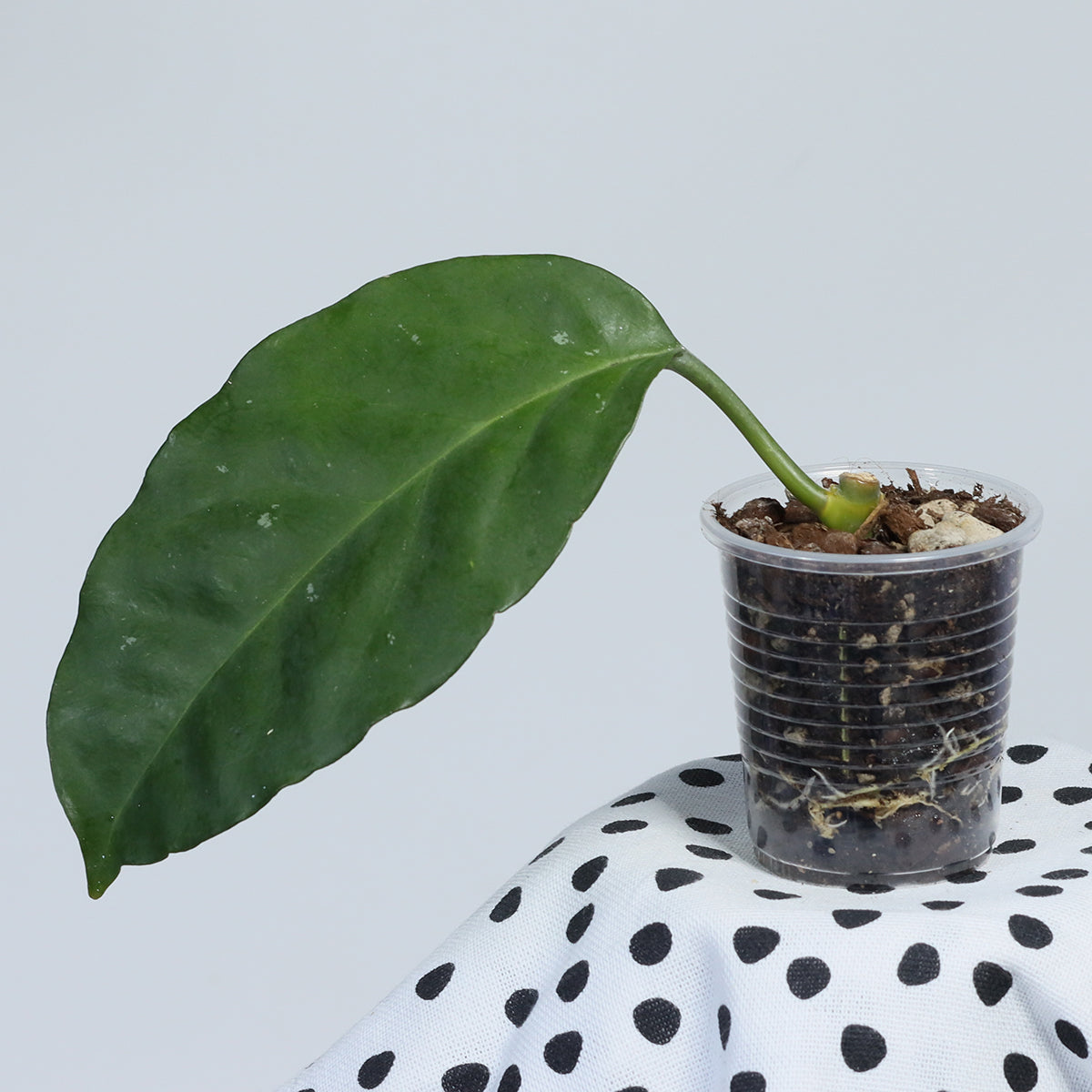 Hoya lasiantha (Sarawak, AP1033)