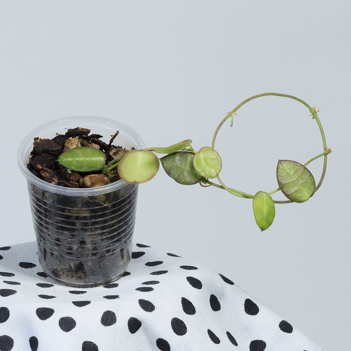 Dischidia hirsuta (NS08-123, PNG, lila blommor)