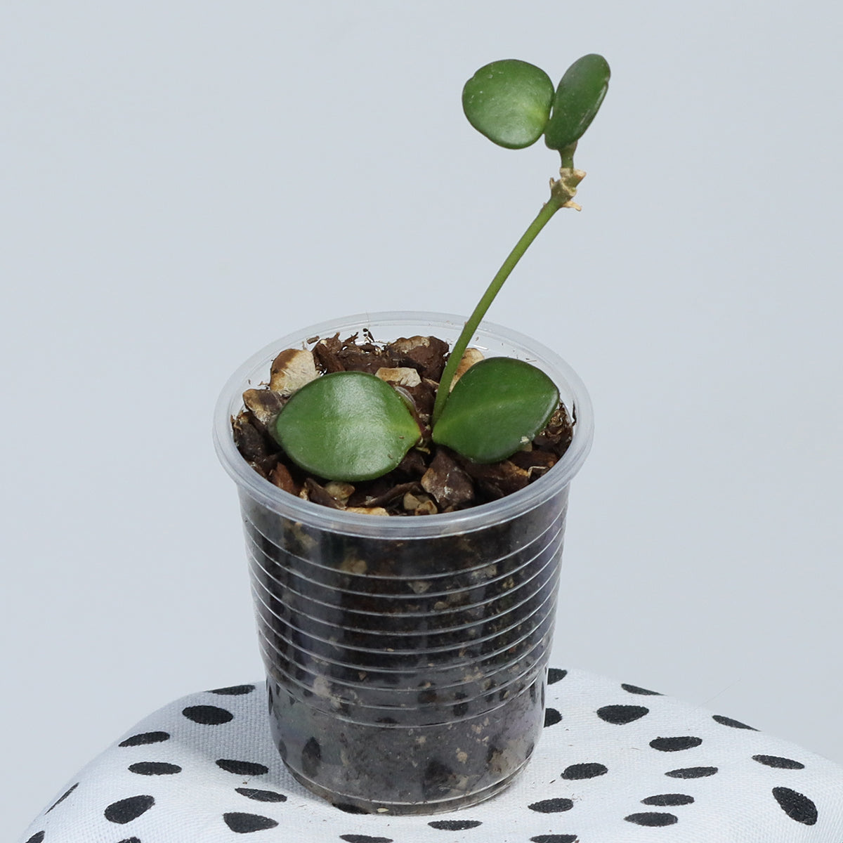 Hoya carmelae (NS05-244, Philippines)