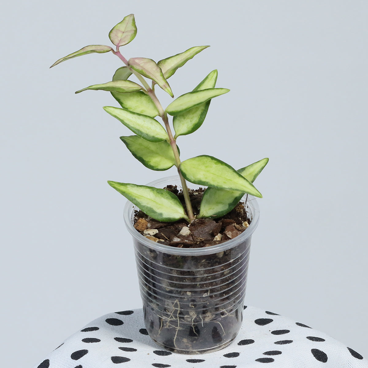 Hoya bella (innervariegerad)