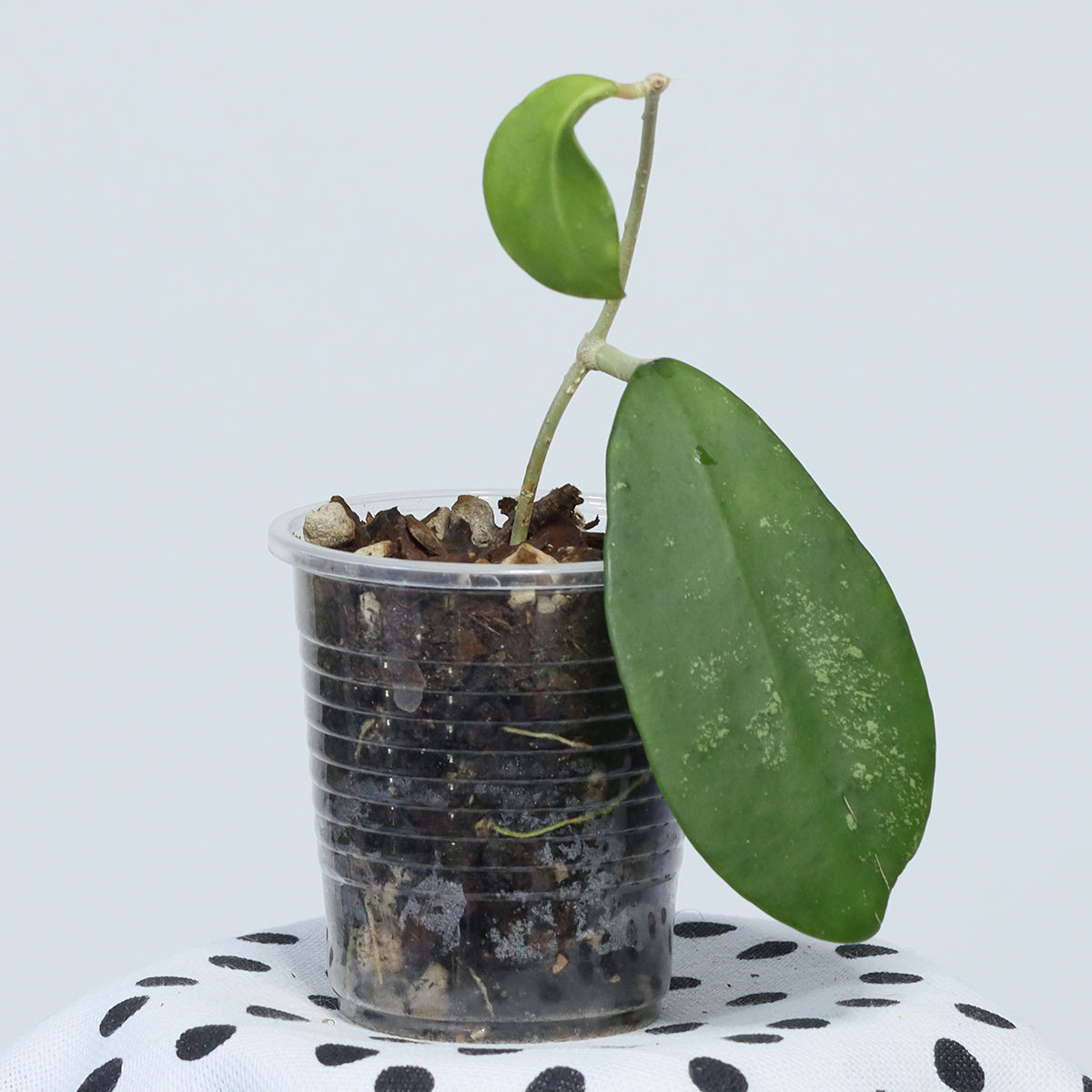 Hoya polypus