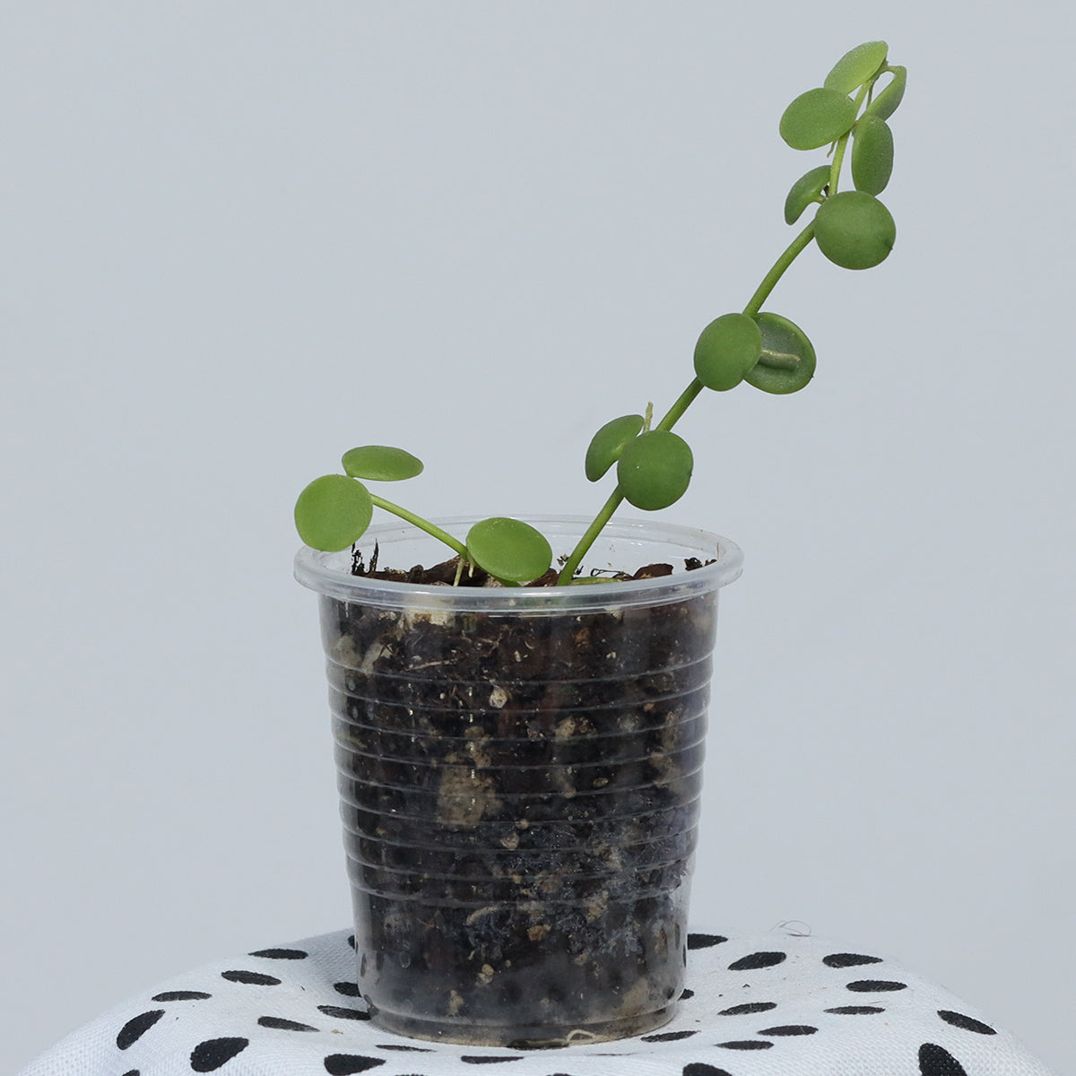 Dischidia nummularia (small, round leaves)