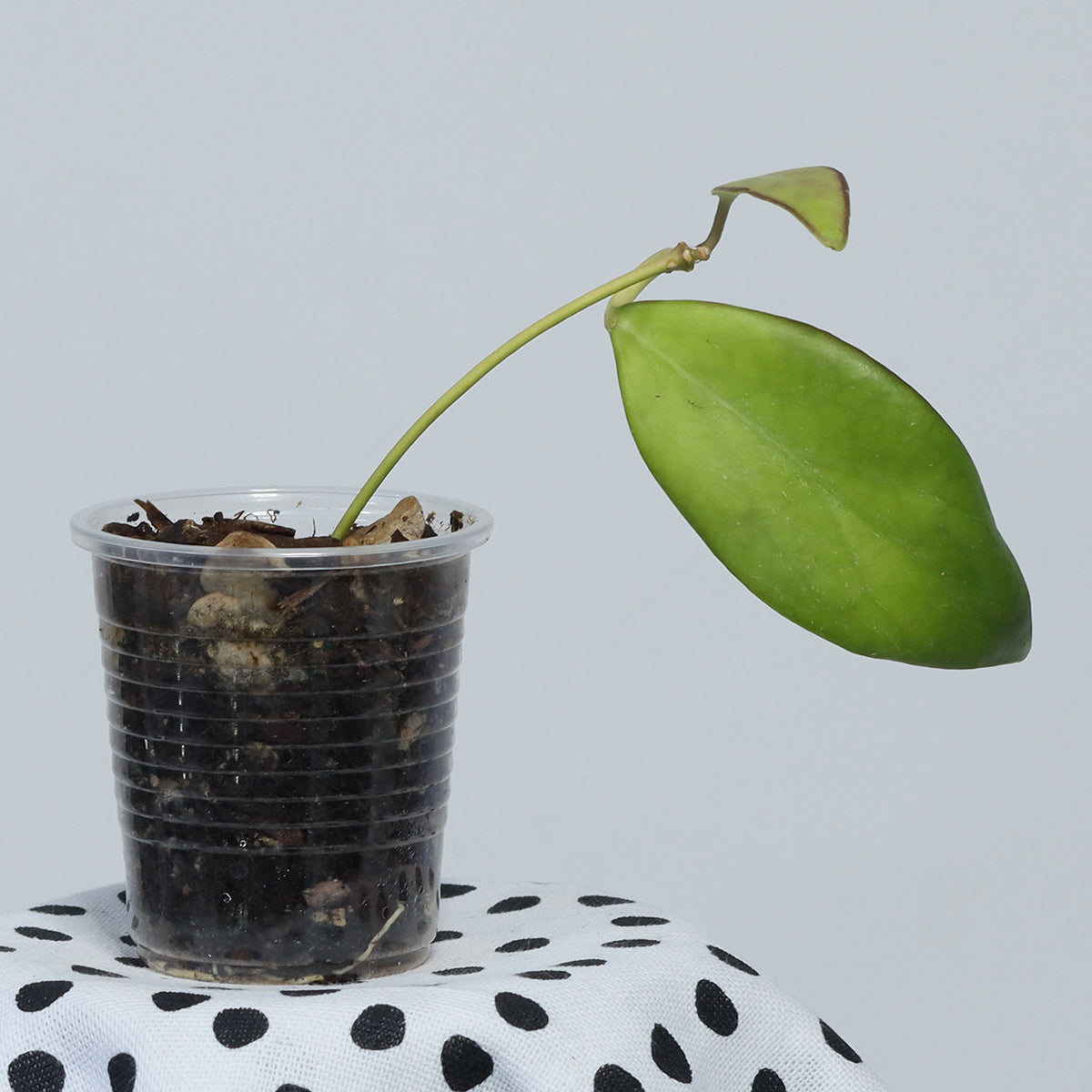 Hoya sp. (IPPS-8816)