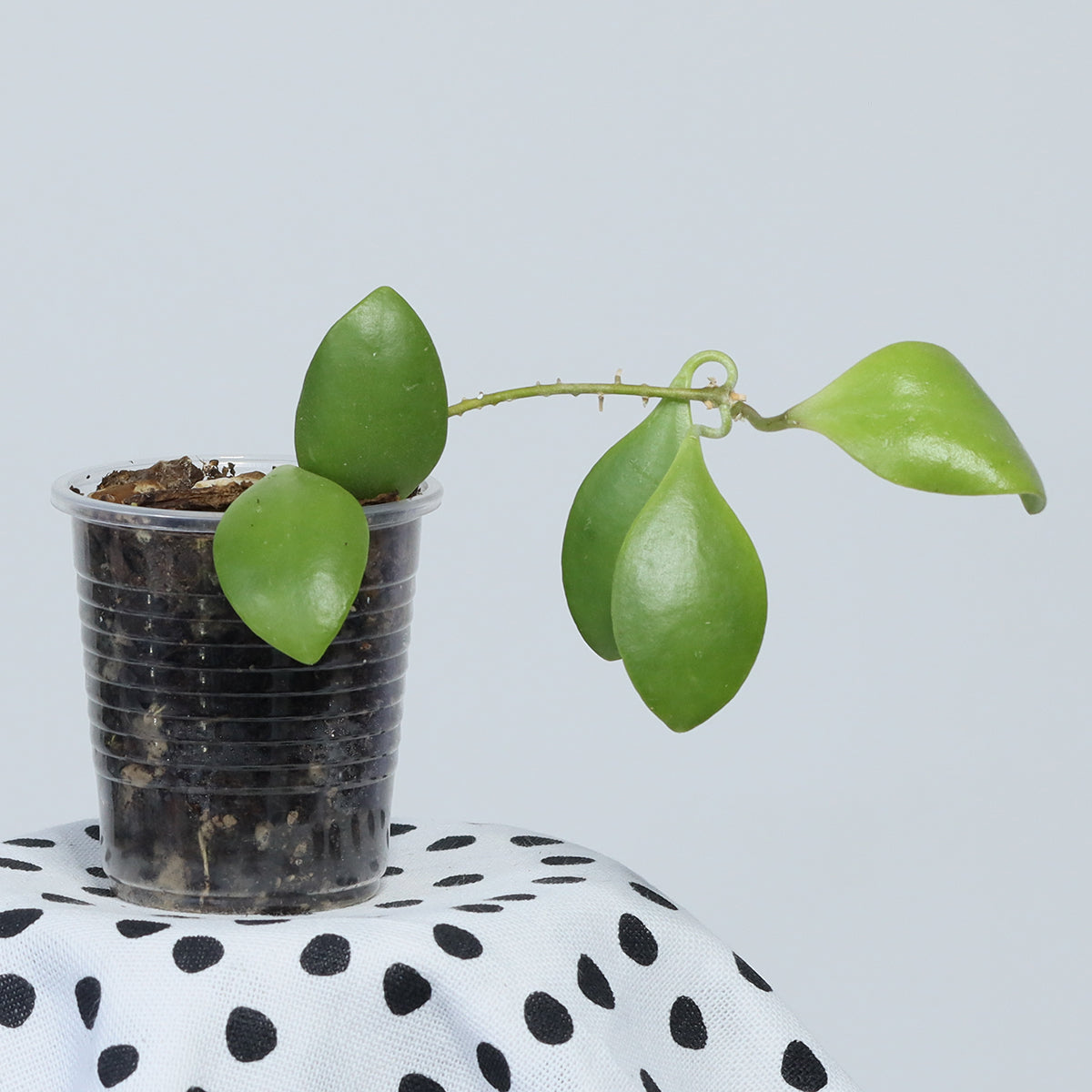 Hoya brevialata (Sulawesi)