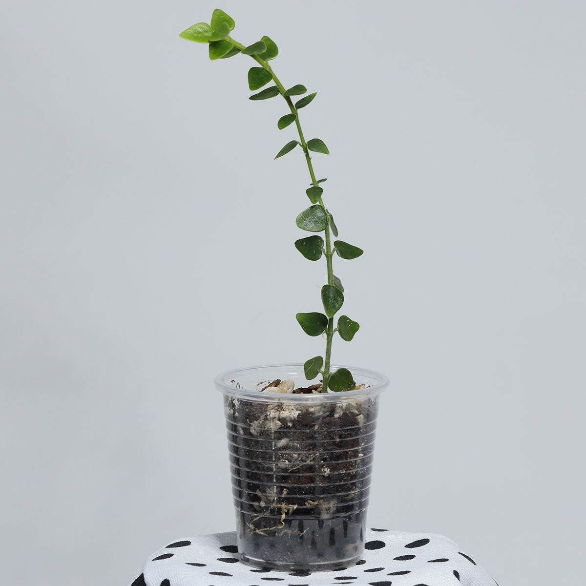 Hoya chinghungensis