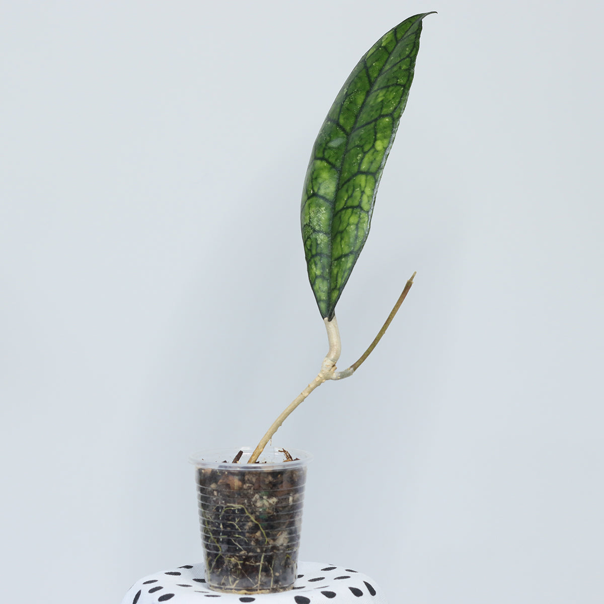 Hoya finlaysonii (EPC-318)