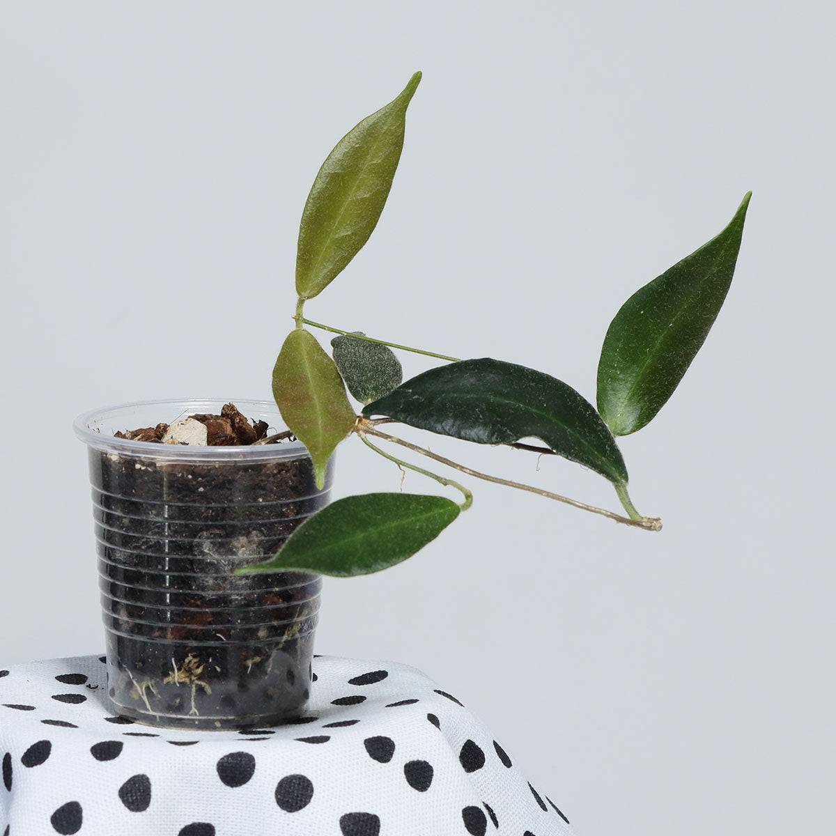 Hoya patella (IML-1083, white)