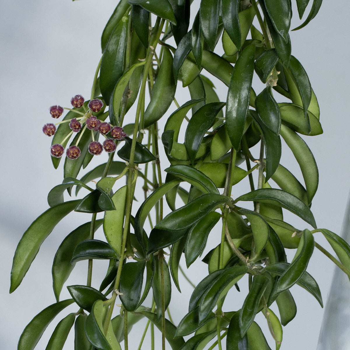 Hoya sp. Zambales, Filippinerna (PG04)