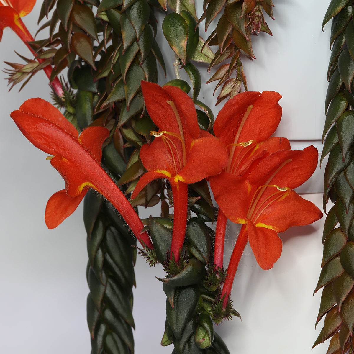 Columnea arguta