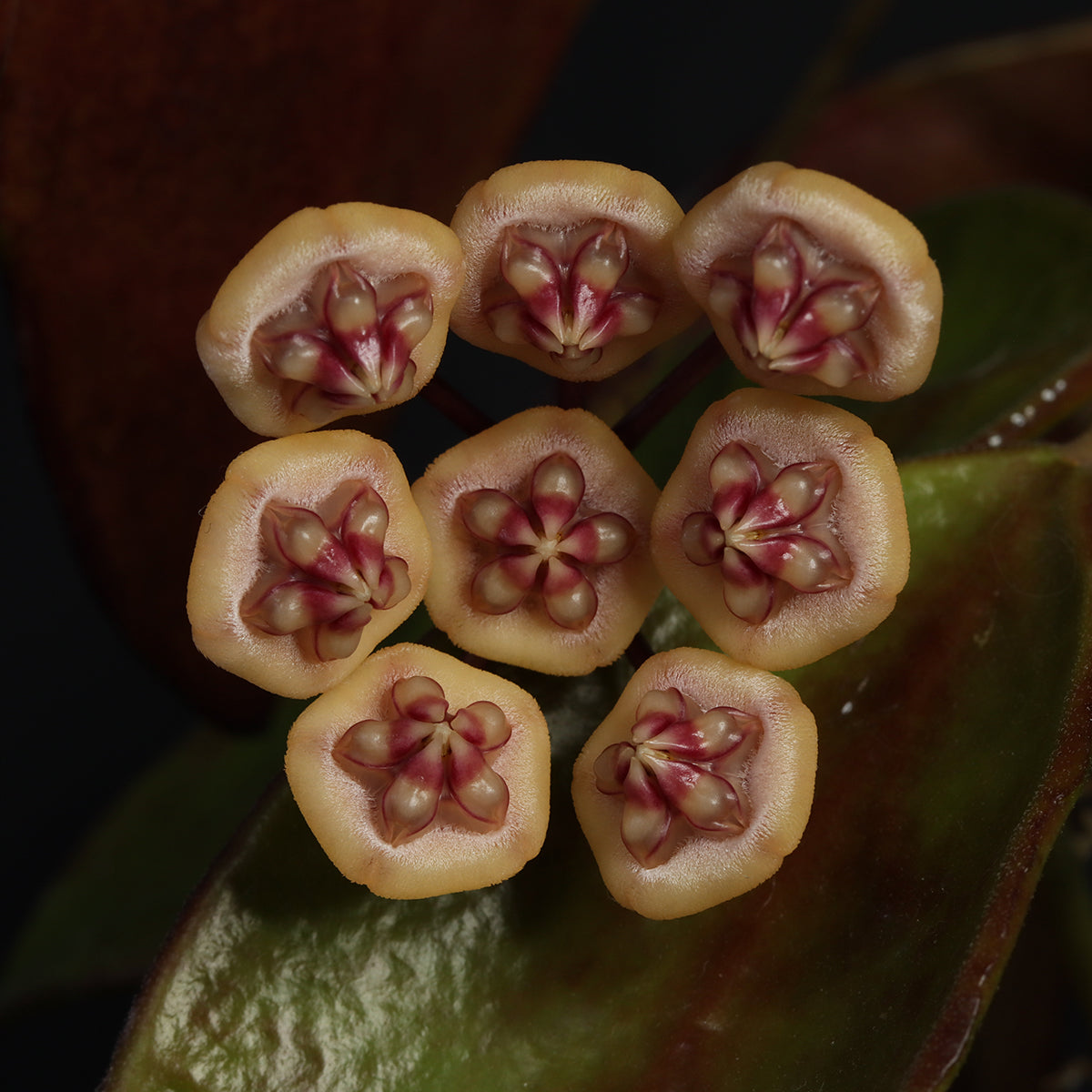 Hoya benchaii