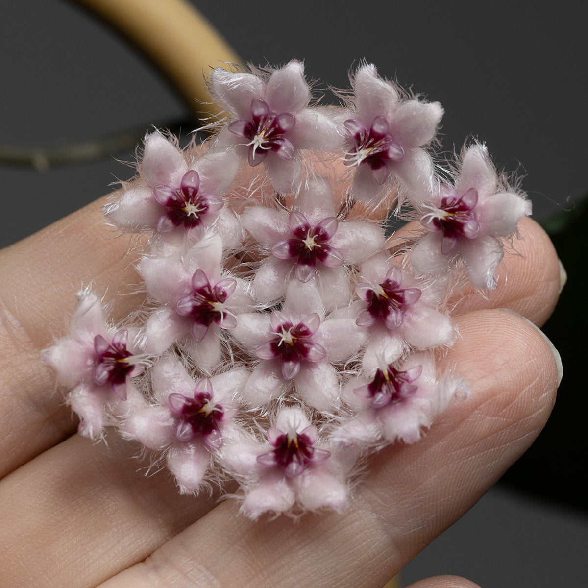 Hoya caudata (NS10-116)