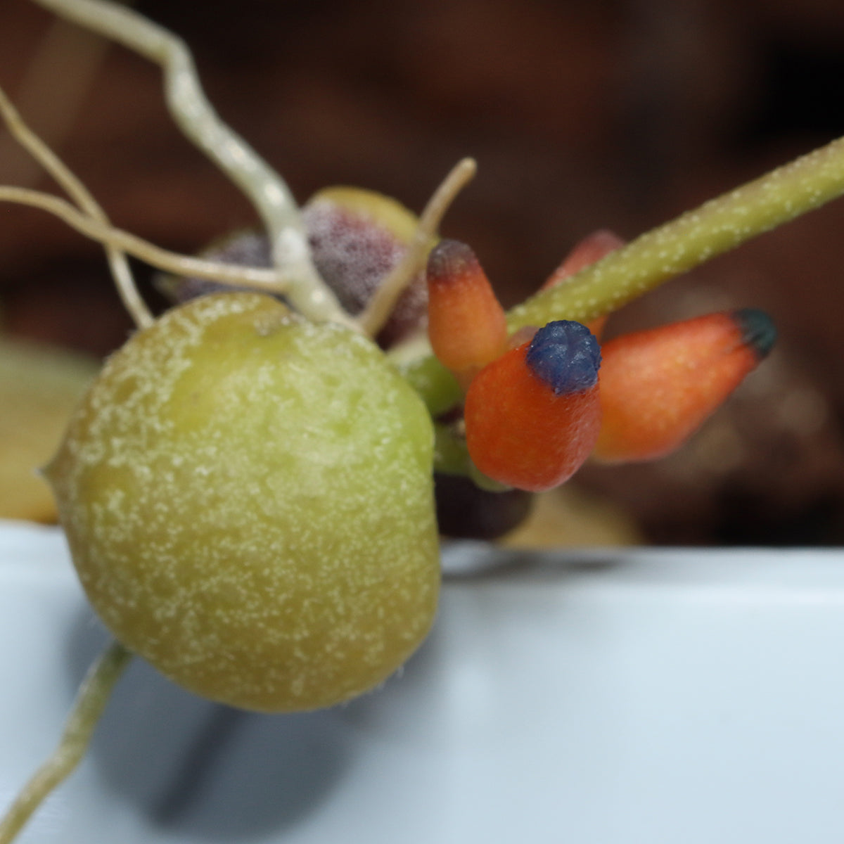 Dischidia cochleata (Kalsel)