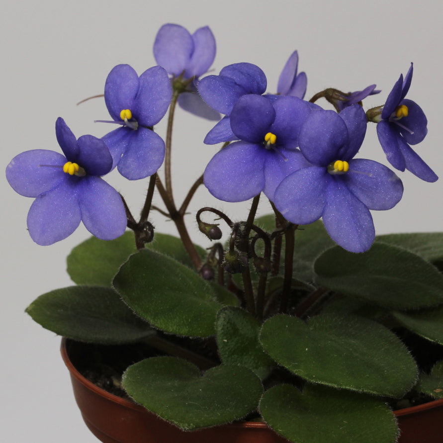 Streptocarpus ionanthus subsp. grotei (Saintpaulia confusa)