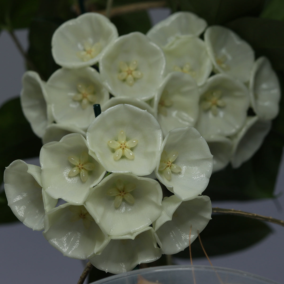 Hoya danumensis ssp. danumensis