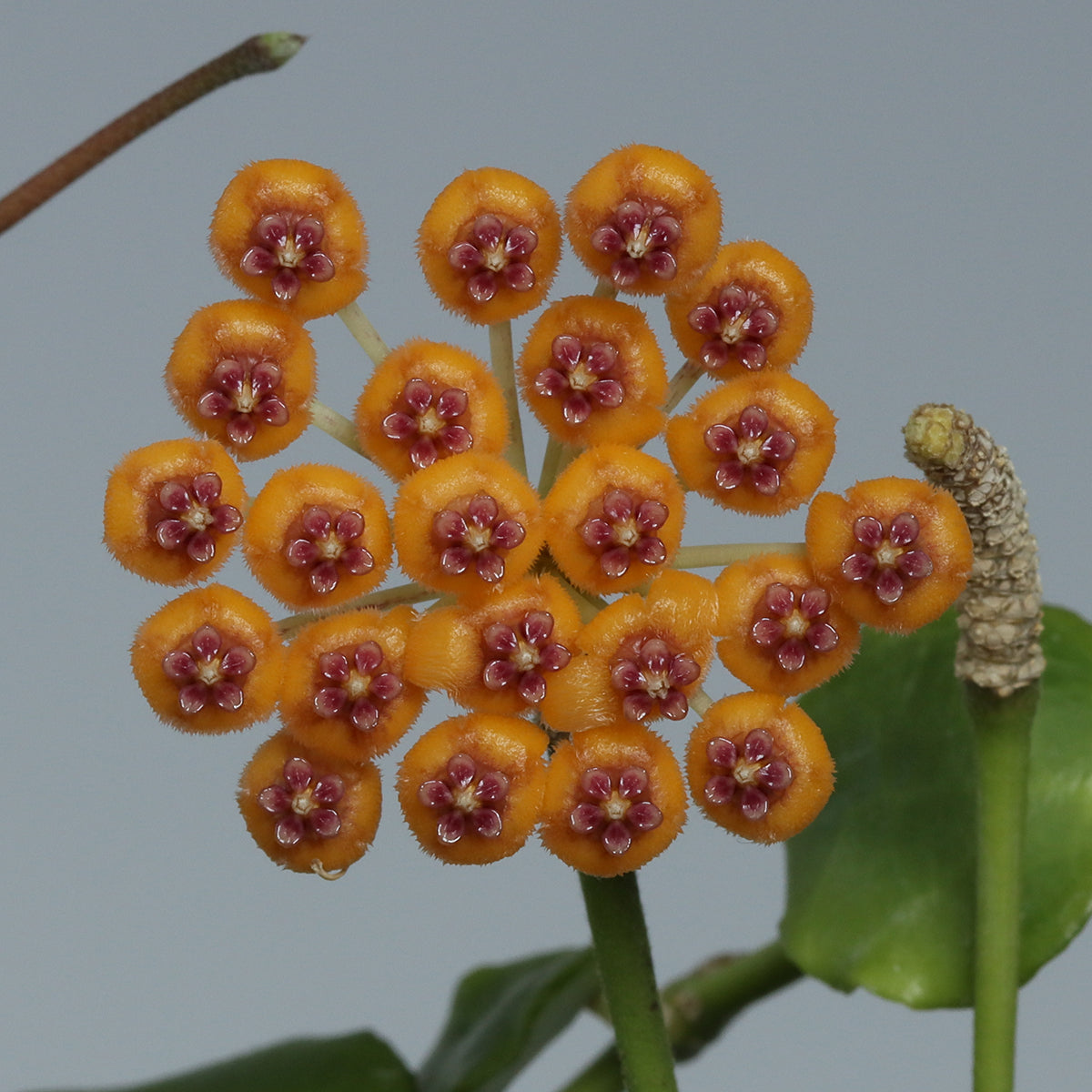 Hoya endauensis
