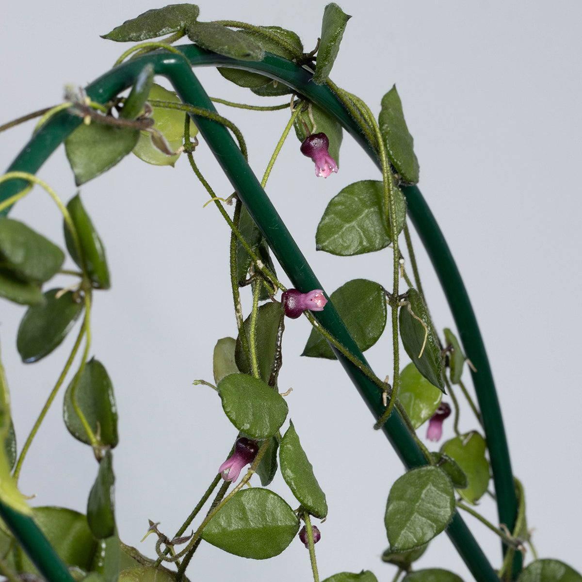 Dischidia hirsuta (small, folded leaves, pink flowers)