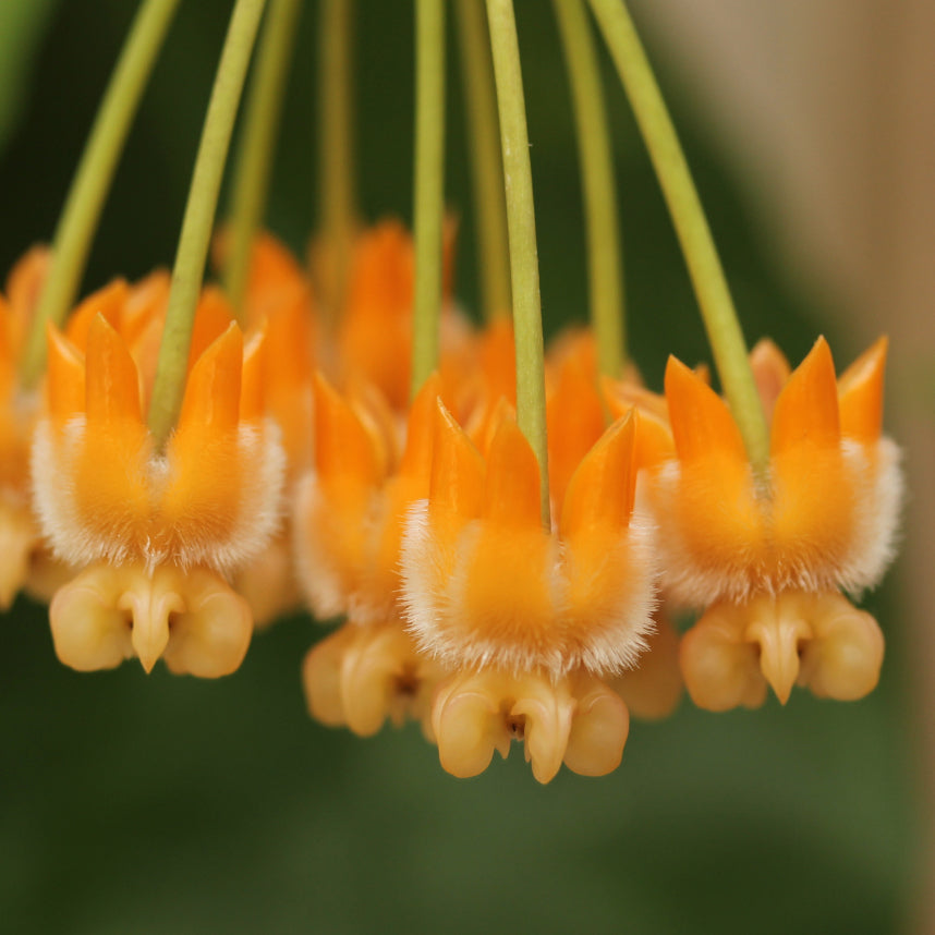 Hoya lasiantha (Sarawak, AP1033)
