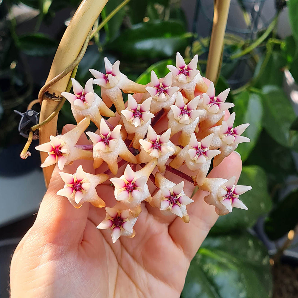 Hoya mitrata (big flower, Cream)