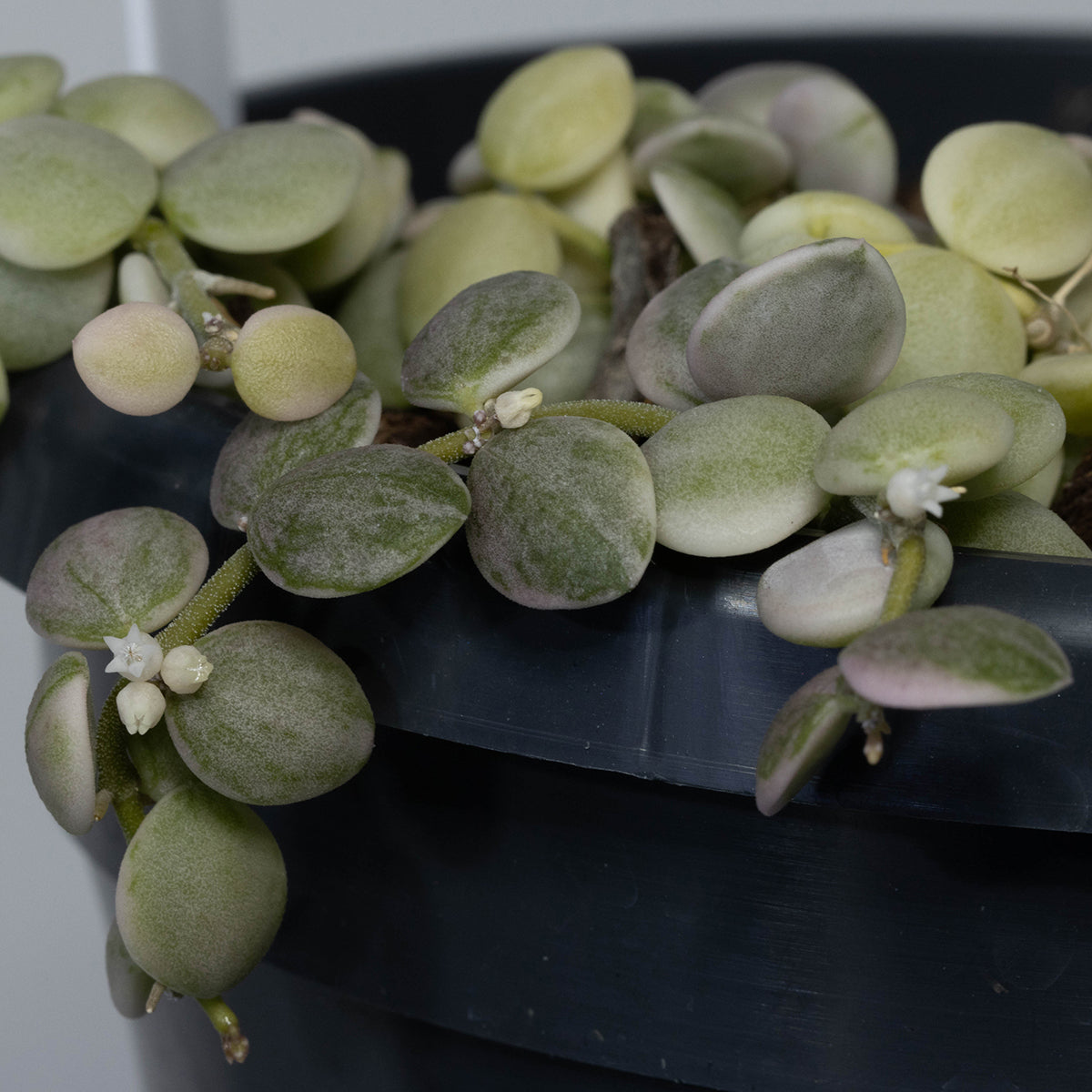 Dischidia nummularia (variegated)